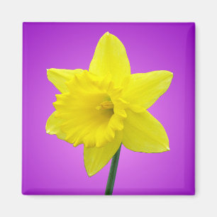 Imã Welsh Daffodil - III