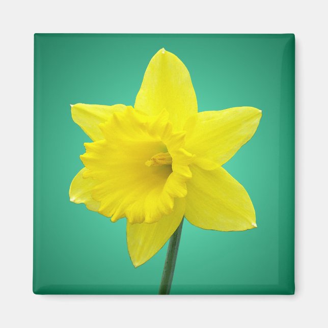 Imã Welsh Daffodil - IV (Frente)