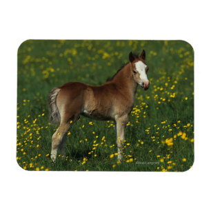 Ímã Welsh Foal