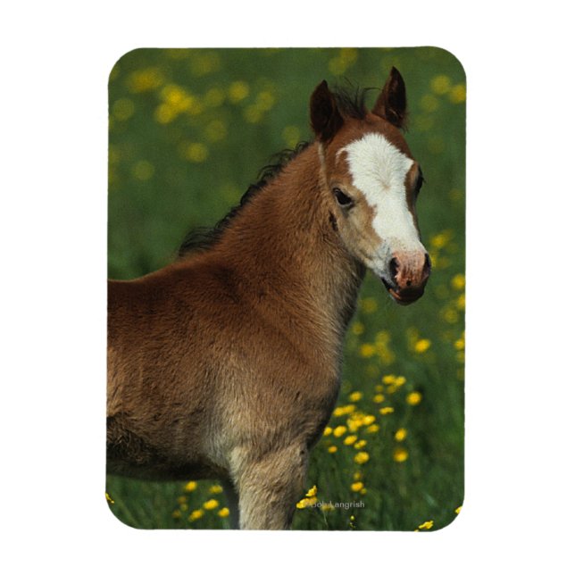 Ímã Welsh Foal (Vertical)