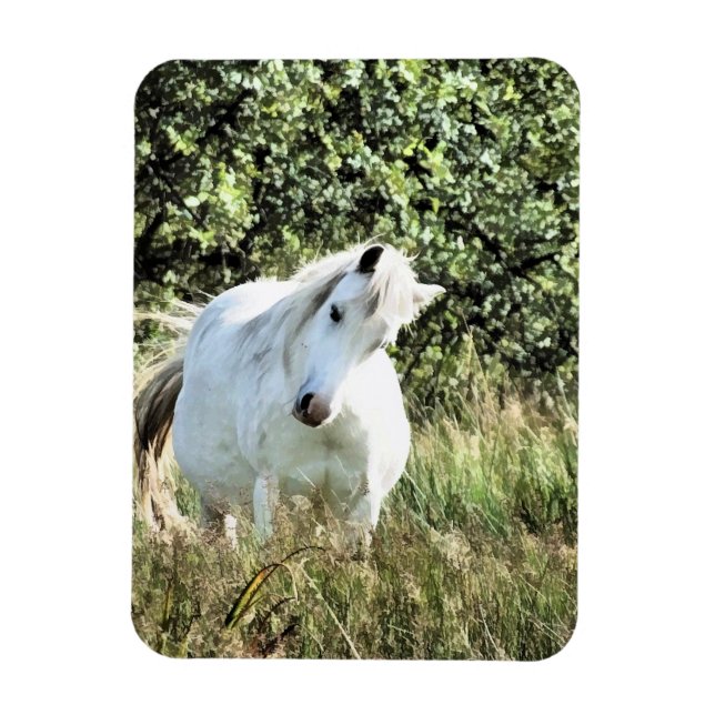ÍMÃ WELSH MOUNTAIN PONY (Vertical)