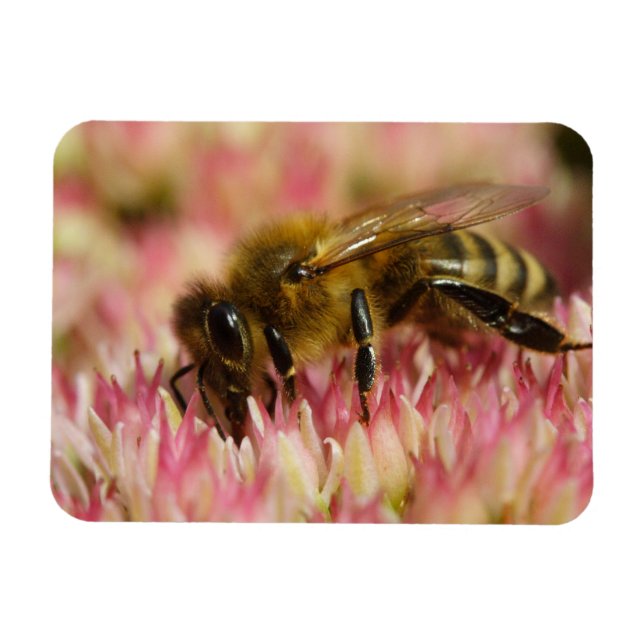 Ímã Western Honey Bee Macro (Horizontal)