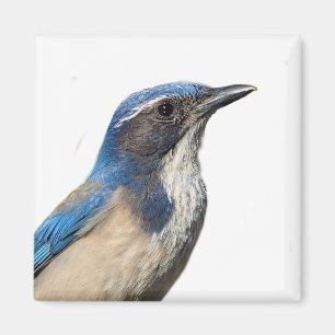 Imã Western Scrub Jay Magnet