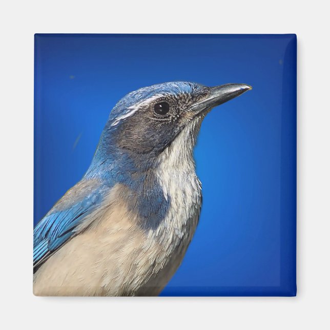 Imã Western Scrub Jay Magnet (Frente)