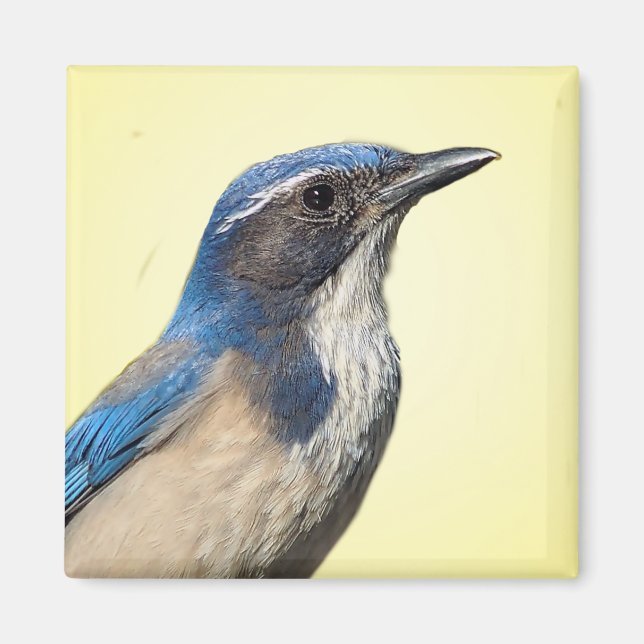 Imã Western Scrub Jay Magnet (Frente)