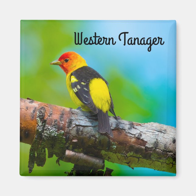 Imã Western Tanager (Frente)