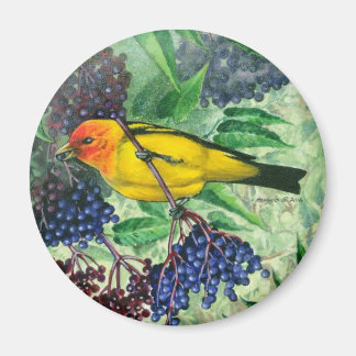Imã Western Tanager Magnet