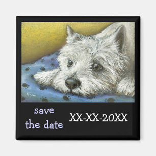 Imã Westie Daydreaming