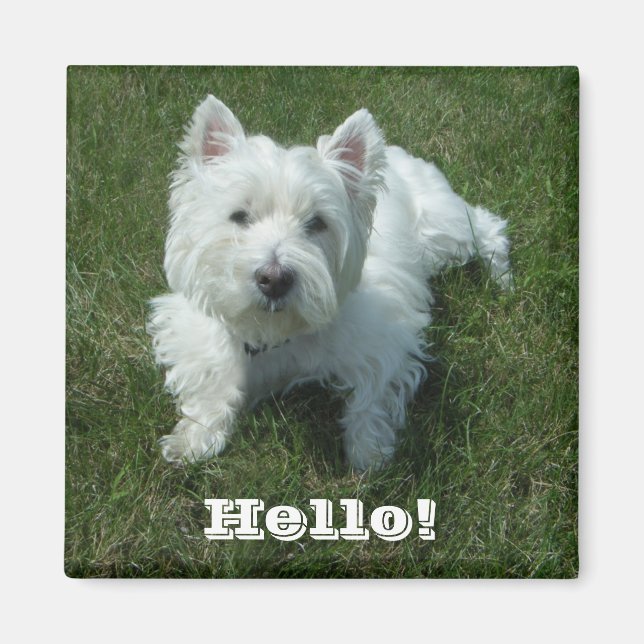 Imã Westie Hello Photo Magnet (Frente)