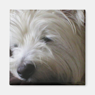 Imã Westie Magnet KRW