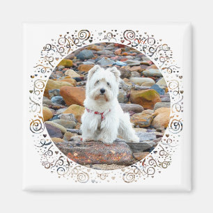 Imã Westie on the Rocks
