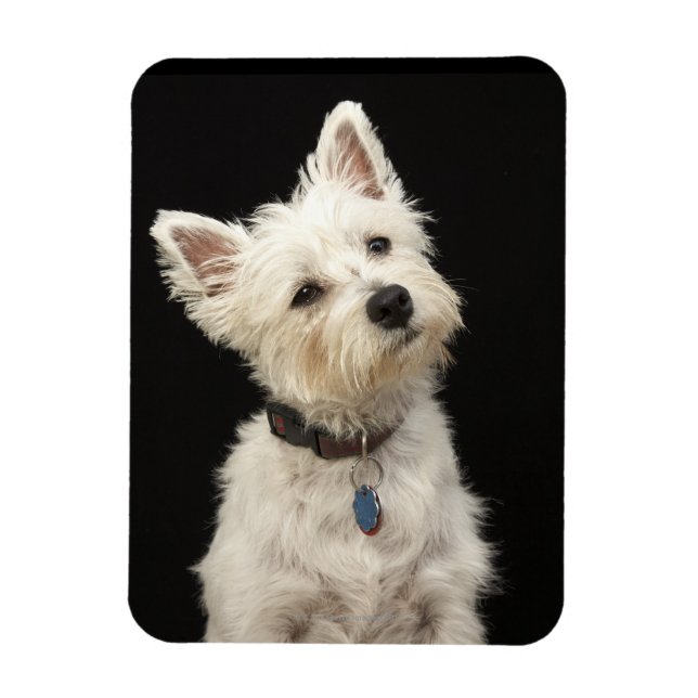 Ímã Westie (West Highland terrier) com coleira (Vertical)