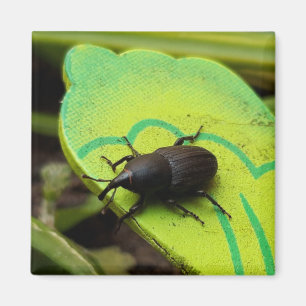 Imã Wevil, Beetles, Curculionoidea, Inseto