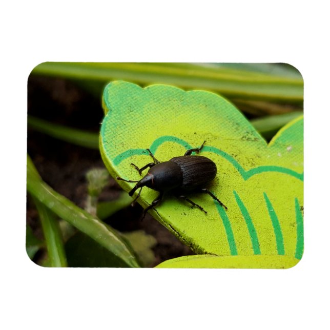 Ímã Wevil, Beetles, Curculionoidea, Inseto (Horizontal)