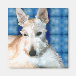 Imã Whaten Scottie Magnets