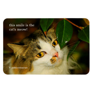 Ímã Whimsical The Cat e Camellia