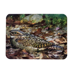 Ímã Whippoorwill escondido