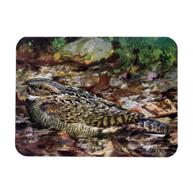 Ímã Whipporwill oculto (Horizontal)