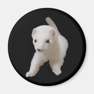 Imã White Baby Ferret Magnet