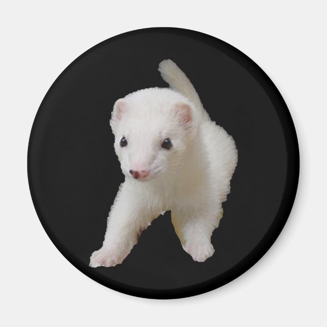 Imã White Baby Ferret Magnet (Frente)