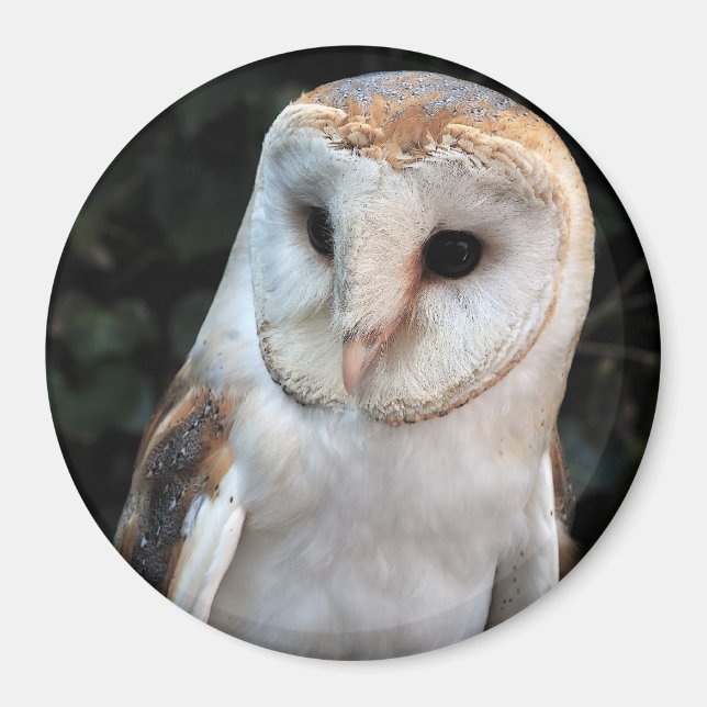 Imã White Barn Owl (Frente)