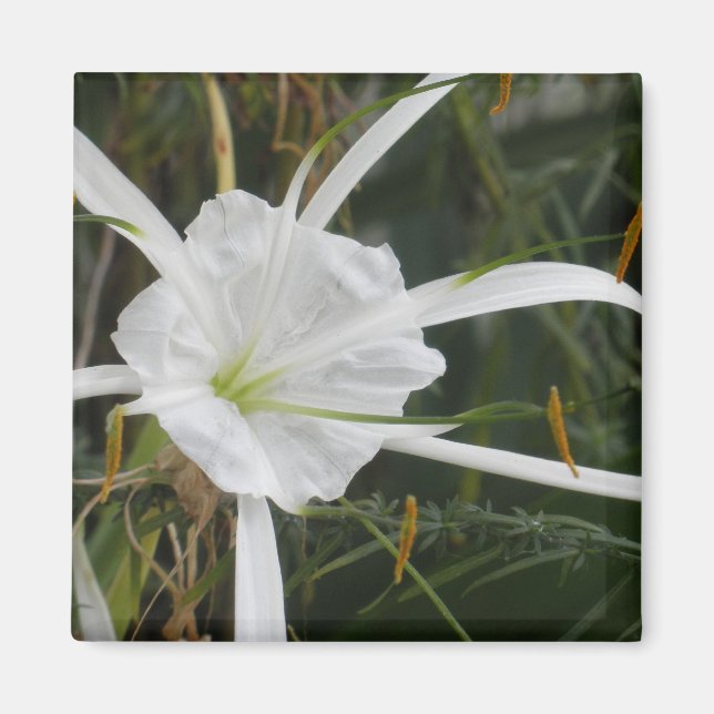 Imã White Beach Spider Lily Lily Lily Foto Flor (Frente)