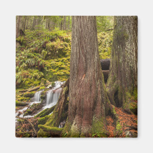 Imã White Branch Falls, Oregon Cascades, Oregon