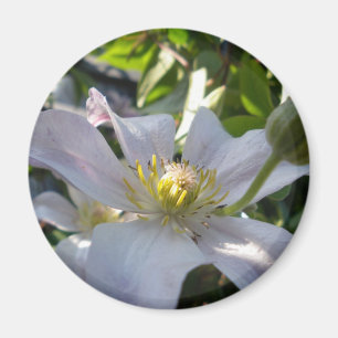 Imã White Clematis II