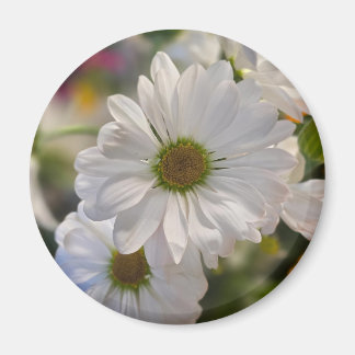 Imã White Daisy Magnet