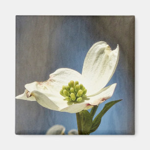 Imã White Dogwood Bloom