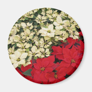 Imã White e Red Poinsettias I Feriado Floral