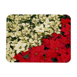 Ímã White e Red Poinsettias I Feriado Floral