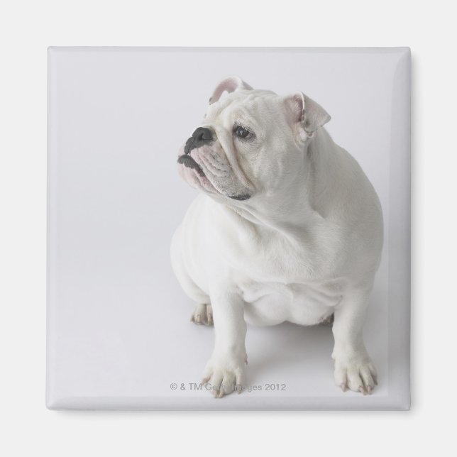 Imã White English Buldogue (Frente)