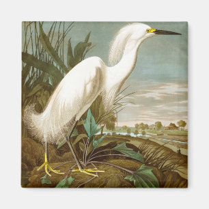 Imã White Heron por John James Audubon
