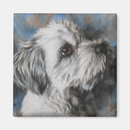 Imã White Maltese/Shih Tzu fluffy dog