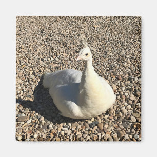 Imã White Peacock, Idaho