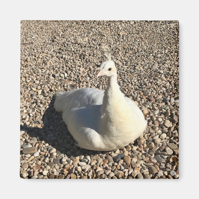 Imã White Peacock, Idaho (Frente)