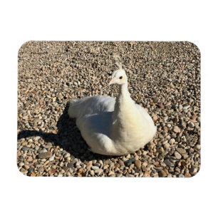 Ímã White Peacock, Idaho