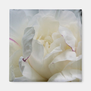 Imã White Peony Feche o Magnet de Fotografias da Flor