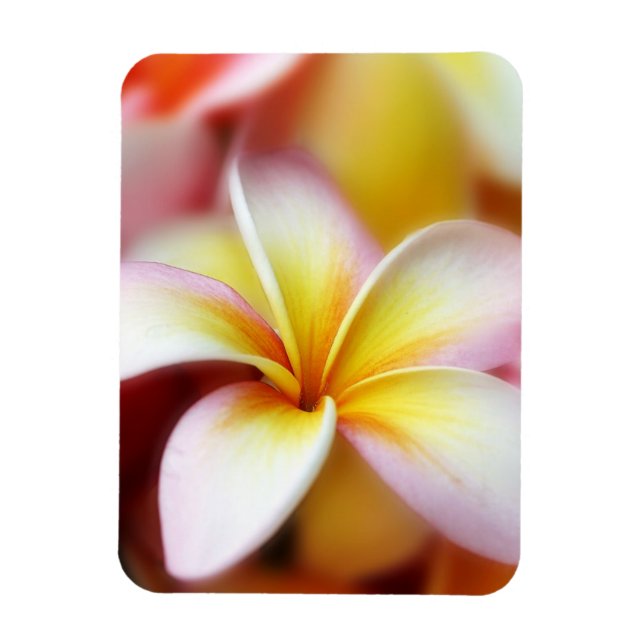 Ímã White Plumeria Frangipani Hawaii Flor Havaiano (Vertical)