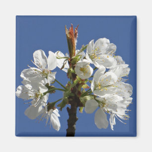 Imã White Primavera Bloom