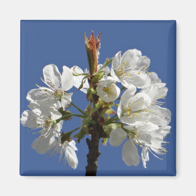 Imã White Primavera Bloom (Frente)