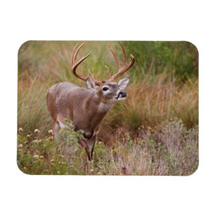Ímã White-tailed Deer Autumn in Texas