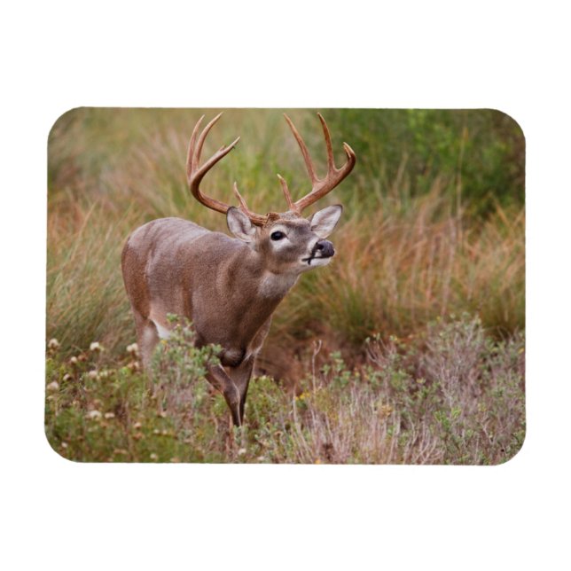 Ímã White-tailed Deer Autumn in Texas (Horizontal)