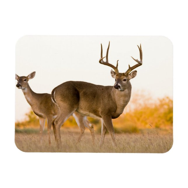 Ímã White-tailed Deer | Autumn in Texas (Horizontal)