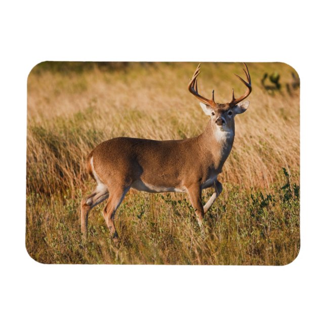 Ímã White-tailed Deer | Autumn in TX (Horizontal)