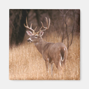 Imã White Tailed Deer Choke Canyon State Park, TX