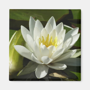 Imã White Waterlily e Bud Floral