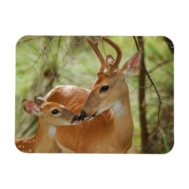 Ímã Whitetail Buck E Fawn Bonding (Horizontal)