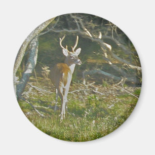 Imã Whitetail Deer Buck